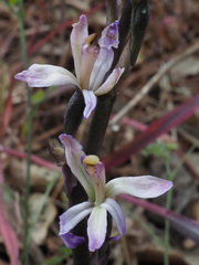 Limodorum trabutianum