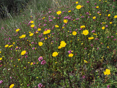 Glossopappus macrotus chrysanthemoides