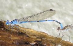 Argia lacrimans