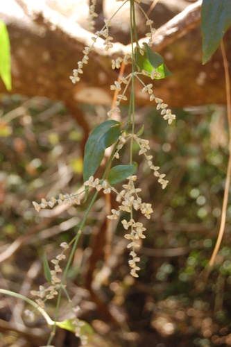 Jojo (Hebanthe grandiflora)