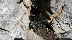 Curio crassulifolius