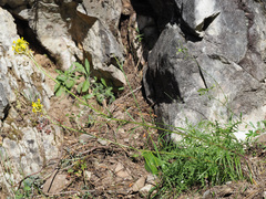 Erysimum nevadense rondae