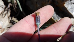 Curio crassulifolius