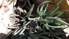 Curio crassulifolius