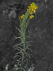 Erysimum nevadense rondae