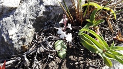 Holothrix parviflora