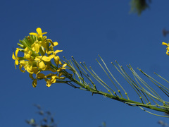 Erysimum nevadense rondae