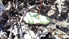 Holothrix parviflora