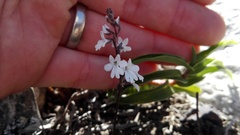 Holothrix parviflora