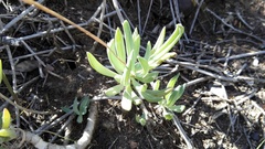 Curio crassulifolius
