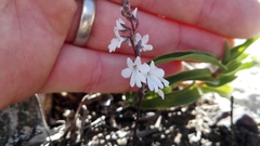 Holothrix parviflora