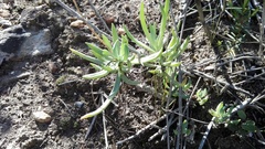 Curio crassulifolius