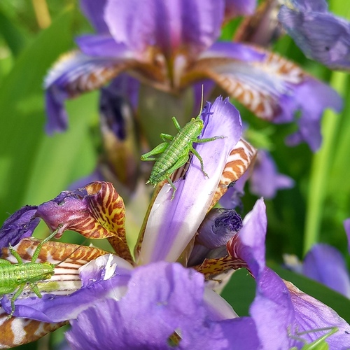 Great green bush-cricket