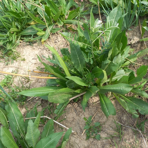 Dipsacus dipsacoides (Dipsacus dipsacoides)
