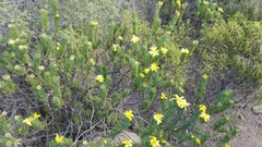 Euryops euryopoides