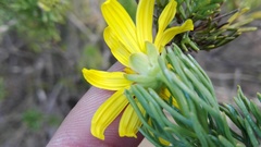 Euryops euryopoides