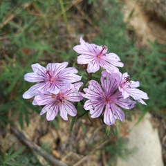 Tuberous Geranium (Geranium tuberosum)