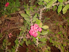 Euphorbia milii