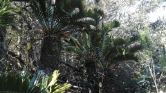 Encephalartos longifolius