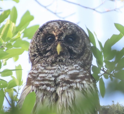 Barred Owl photographed in South Carolina