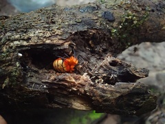 Acusilas malaccensis