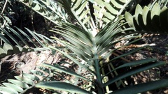 Encephalartos longifolius
