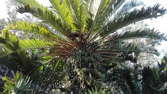 Encephalartos longifolius