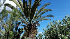 Encephalartos longifolius