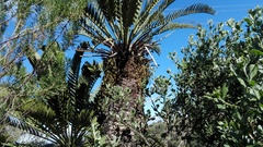 Encephalartos longifolius