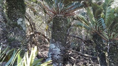 Encephalartos longifolius