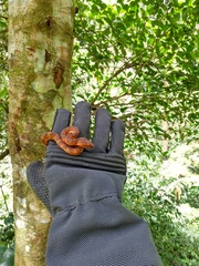 Craspedocephalus puniceus