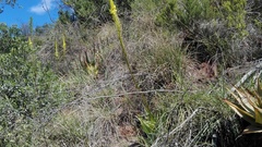 Bulbine latifolia