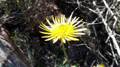 Berkheya decurrens