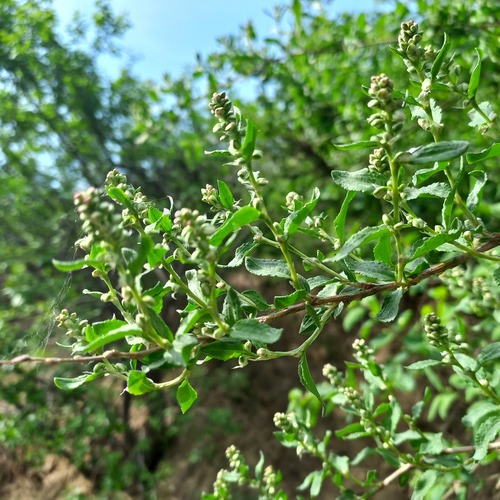 Atraphaxis muschketowii (Atraphaxis muschketowii)