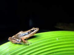Indosylvirana nicobariensis