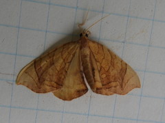 Eulithis gracilineata