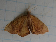 Eulithis gracilineata