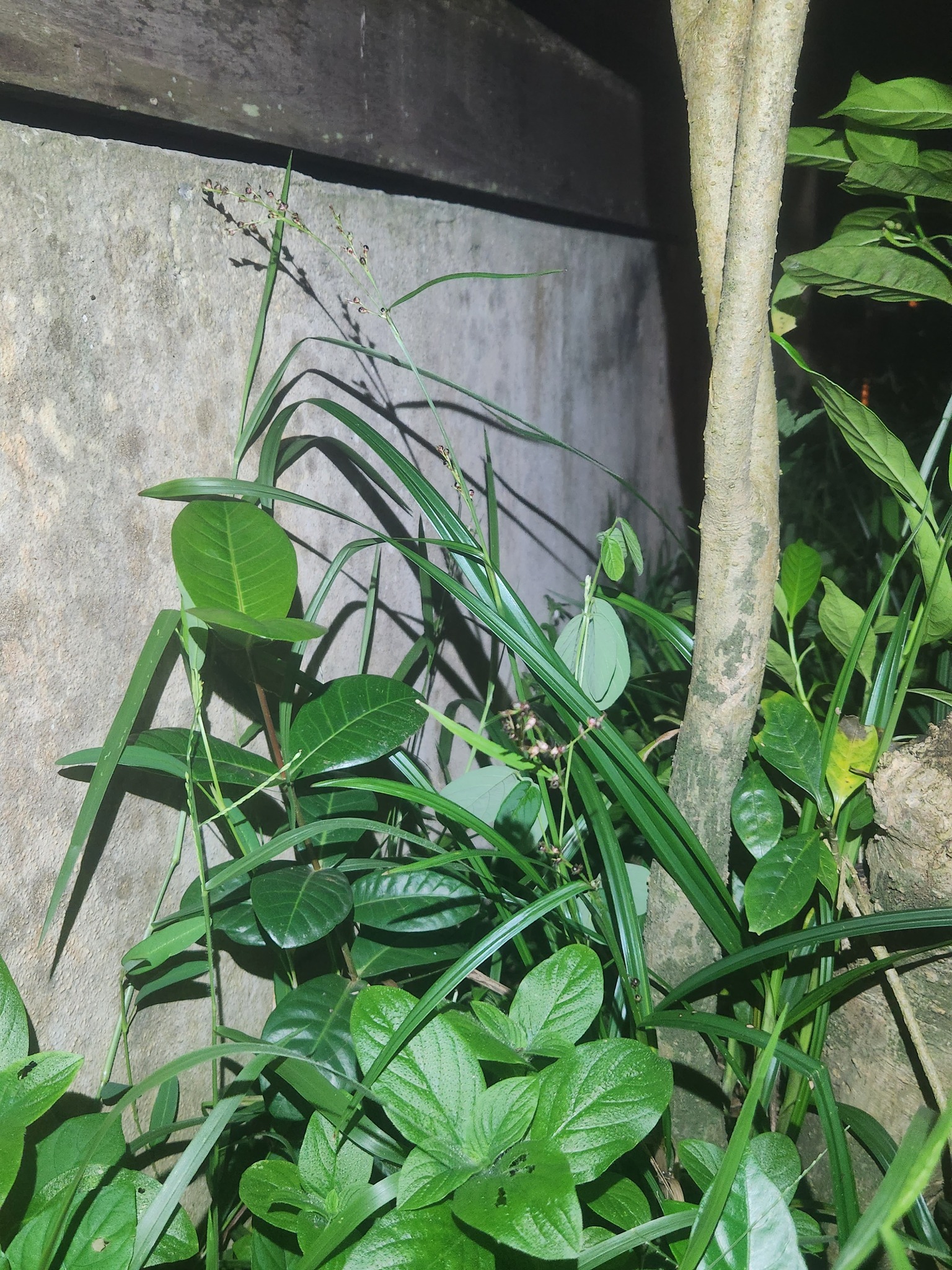 Imagem de Cipó-de-fogo