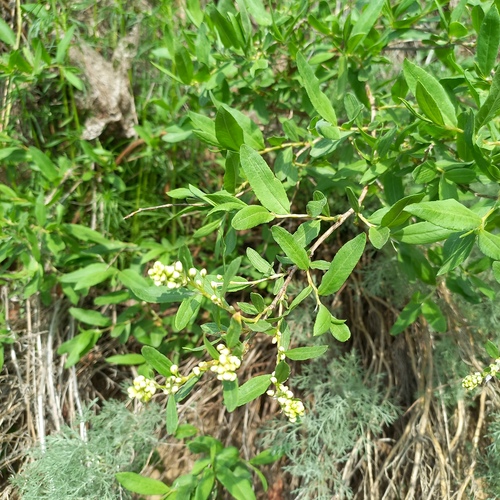 Atraphaxis muschketowii (Atraphaxis muschketowii)