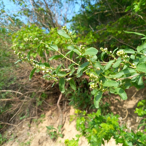 Atraphaxis muschketowii (Atraphaxis muschketowii)