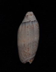 Oliva australis