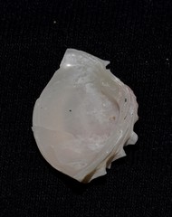 Placamen flindersi