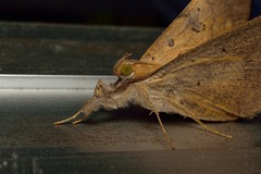 Oxyodes scrobiculata