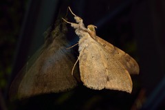 Oxyodes scrobiculata