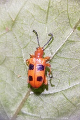 Lema quadripunctata