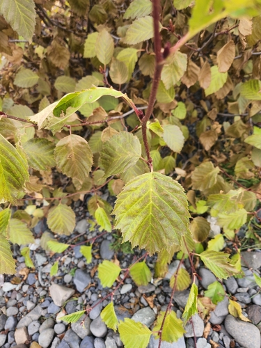 Brezovke (Betulaceae)