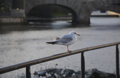 Chroicocephalus ridibundus