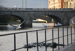 Chroicocephalus ridibundus