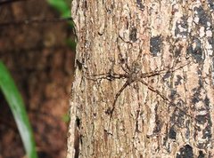 Hersilia albomaculata