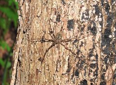 Hersilia albomaculata